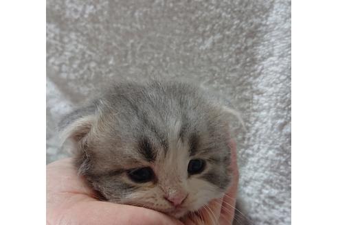 成約済の愛知県のスコティッシュフォールド-10611の1枚目