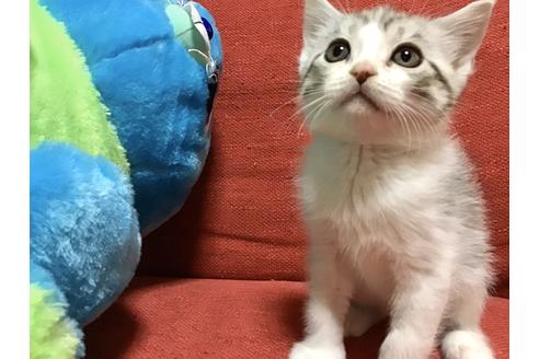 成約済の岐阜県のスコティッシュフォールド-10558の2枚目