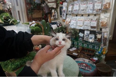 成約済の京都府のラグドール-10730の1枚目