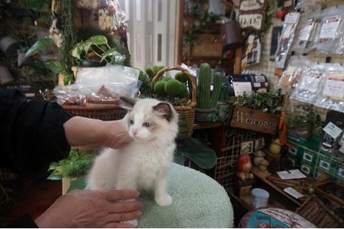 成約済の京都府のラグドール-10730の3枚目