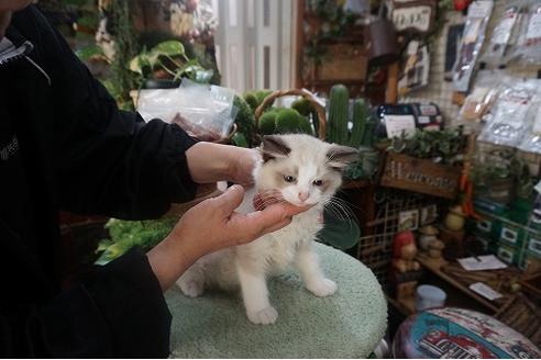 成約済の京都府のラグドール-10730の2枚目