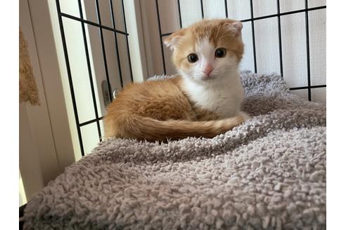 成約済の千葉県のスコティッシュフォールド-10749の1枚目