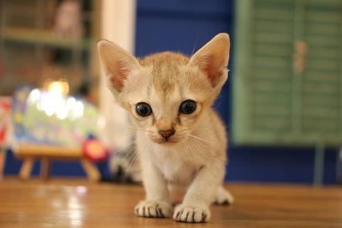 成約済の大阪府のシンガプーラ-10674の1枚目