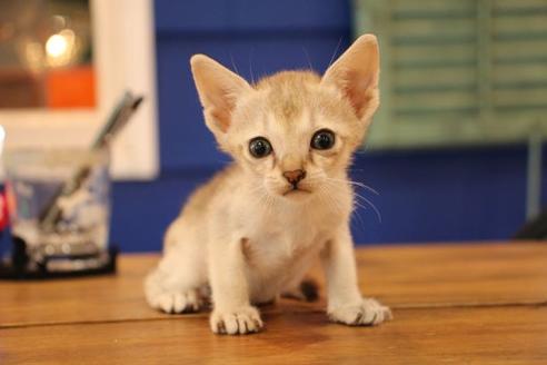 成約済の大阪府のシンガプーラ-10674の3枚目