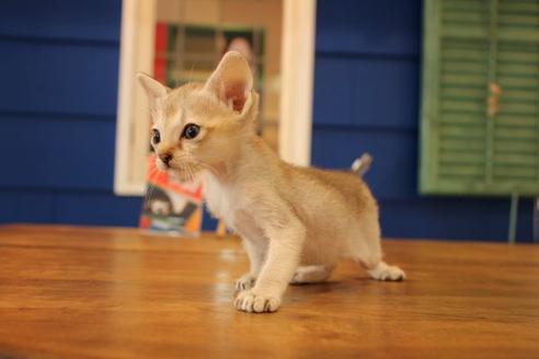 成約済の大阪府のシンガプーラ-10674の2枚目