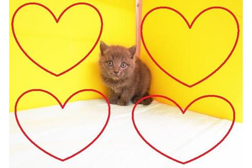 成約済の東京都のマンチカン-10769の2枚目