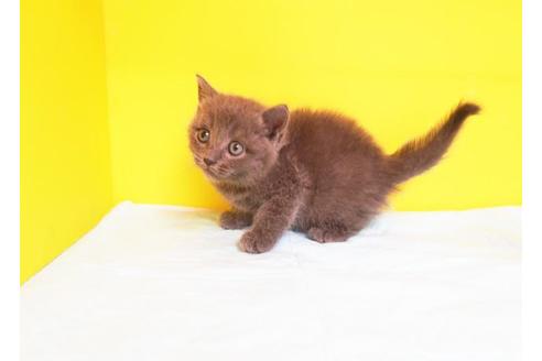 成約済の東京都のマンチカン-10769の1枚目