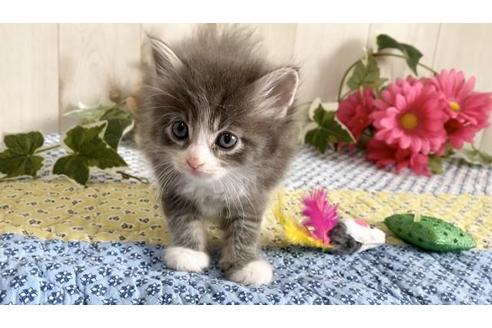 成約済の大阪府のサイベリアン-10770の1枚目