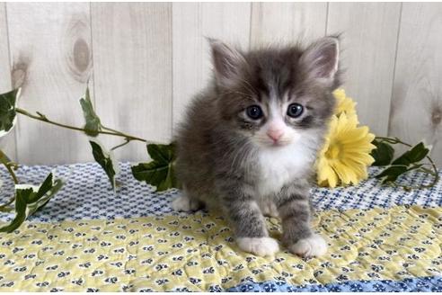 成約済の大阪府のサイベリアン-10772の4枚目