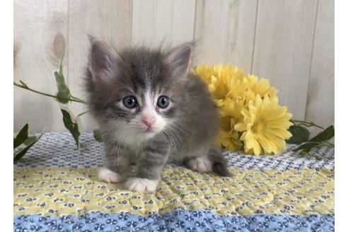 成約済の大阪府のサイベリアン-10772の3枚目