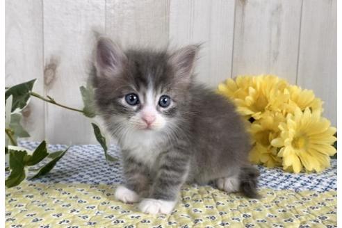 成約済の大阪府のサイベリアン-10772の1枚目