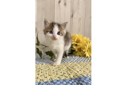 成約済の大阪府のサイベリアン-10773の3枚目