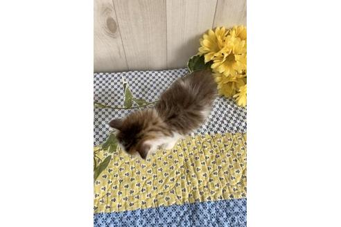 成約済の大阪府のサイベリアン-10773の2枚目