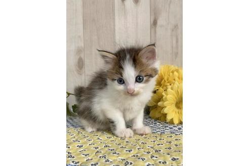 成約済の大阪府のサイベリアン-10773の1枚目