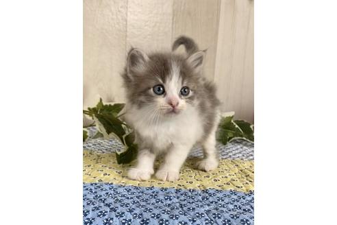 成約済の大阪府のサイベリアン-10774の4枚目