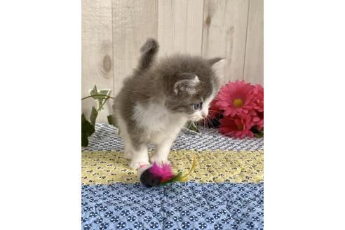 成約済の大阪府のサイベリアン-10774の3枚目