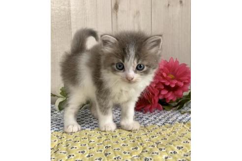 成約済の大阪府のサイベリアン-10774の1枚目