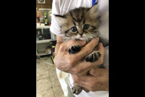 成約済の愛知県のエキゾチックショートヘア-10511の1枚目