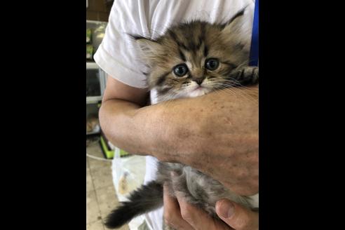 成約済の愛知県のエキゾチックショートヘア-10511の2枚目