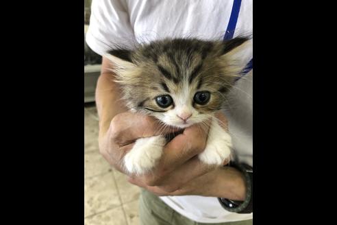 成約済の愛知県のエキゾチックショートヘア-10512