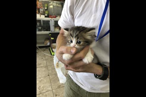 成約済の愛知県のエキゾチックショートヘア-10512の3枚目