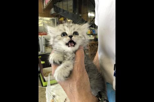 成約済の愛知県のエキゾチックショートヘア-10513の3枚目