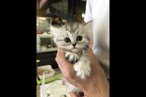 成約済の愛知県のエキゾチックショートヘア-10513