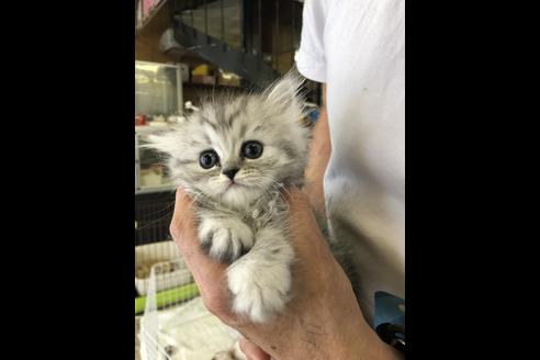 成約済の愛知県のエキゾチックショートヘア-10513の2枚目