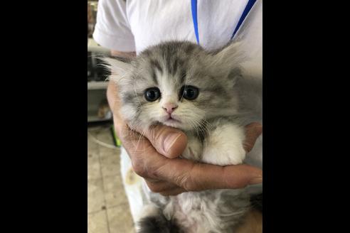 成約済の愛知県のエキゾチックショートヘア-10488の2枚目