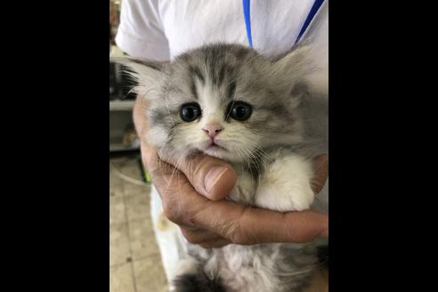 成約済の愛知県のエキゾチックショートヘア-10488の1枚目