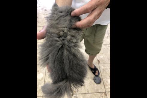 成約済の愛知県のエキゾチックショートヘア-10784の2枚目