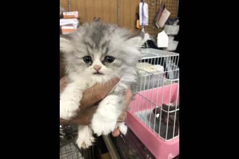 成約済の愛知県のエキゾチックショートヘア-10785