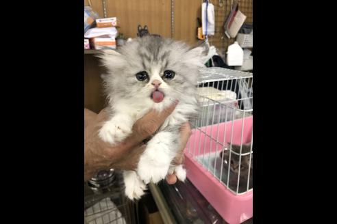 成約済の愛知県のエキゾチックショートヘア-10785の2枚目