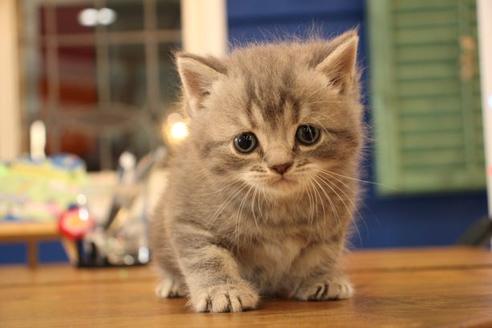 成約済の大阪府のスコティッシュフォールド-10677