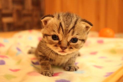 成約済の大阪府のスコティッシュフォールド-10801の11枚目