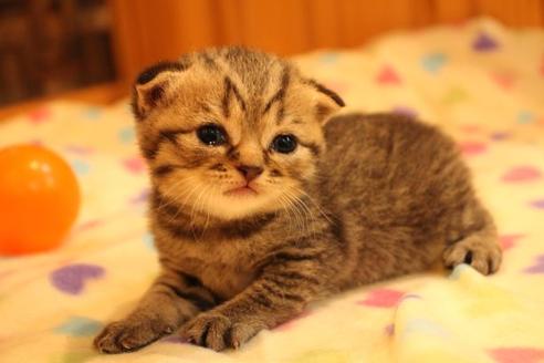 成約済の大阪府のスコティッシュフォールド-10801の10枚目