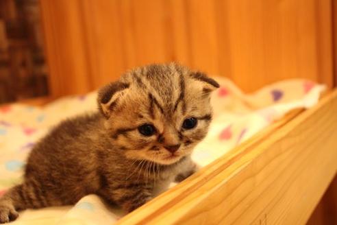 成約済の大阪府のスコティッシュフォールド-10801の9枚目