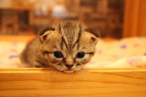 成約済の大阪府のスコティッシュフォールド-10801の8枚目