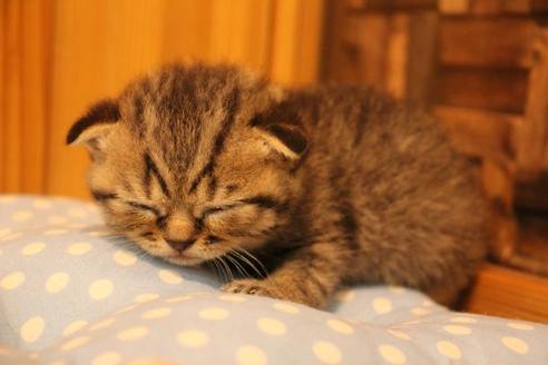 成約済の大阪府のスコティッシュフォールド-10801の7枚目