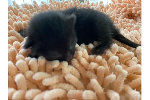 愛知県のボンベイ 女の子 05 18生まれ ブラック 子猫id 子猫ブリーダーナビ
