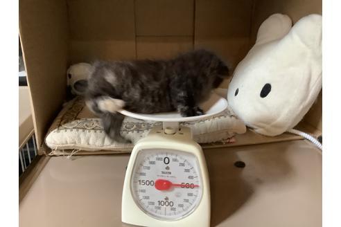 成約済の静岡県のマンチカン-10753の1枚目