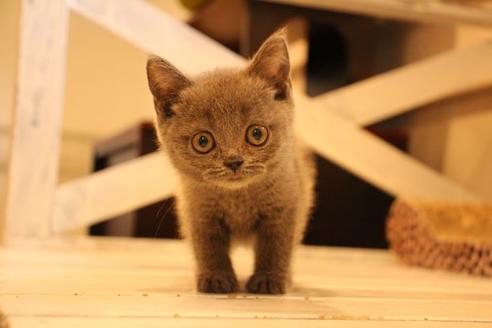 成約済の大阪府のブリティッシュショートヘア-10182の6枚目