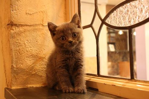 成約済の大阪府のブリティッシュショートヘア-10182の4枚目