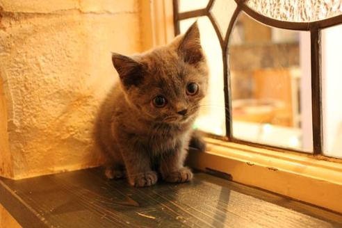 成約済の大阪府のブリティッシュショートヘア-9813