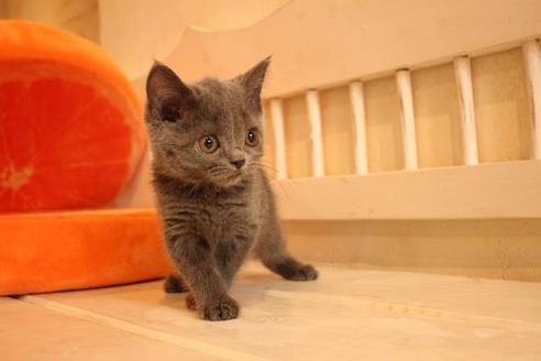 成約済の大阪府のブリティッシュショートヘア-9813の3枚目