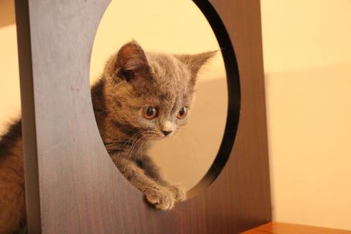 成約済の大阪府のブリティッシュショートヘア-9813の2枚目