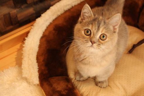 成約済の大阪府のマンチカン-9329の1枚目