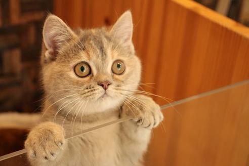 成約済の大阪府のマンチカン-9329の2枚目