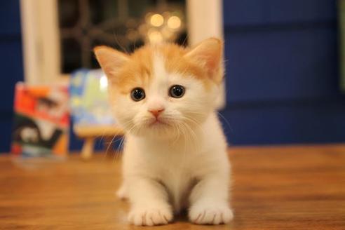 成約済の大阪府のマンチカン-10675の6枚目