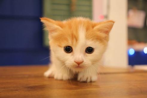 成約済の大阪府のマンチカン-10675の5枚目